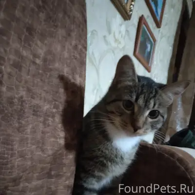 Пропал молодой котёнок, д. Медведево