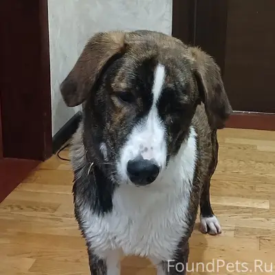 Пропала собака