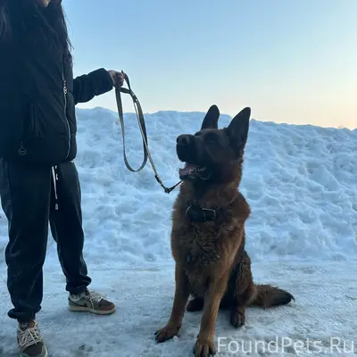 Пропала немецкая овчарка, в ошейнике