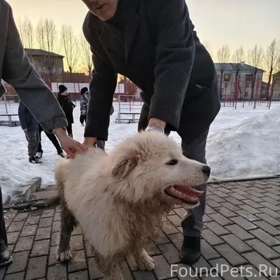 Найденна собака, возле 35 школы
