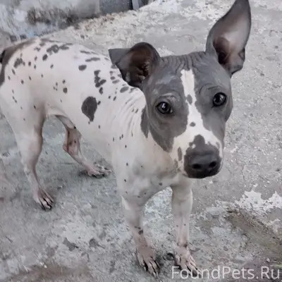 Пропал пёс, район ул. Гоголя