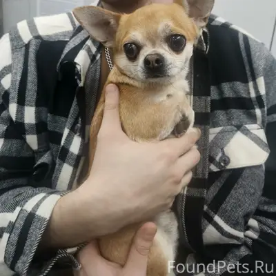 Найден щенок чихуахуа, Володарский район