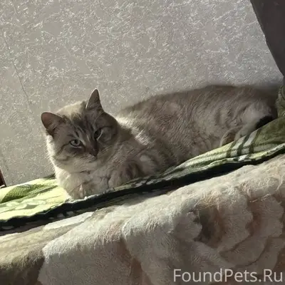 Пропал кот, свяжитесь по номеру 89539630218