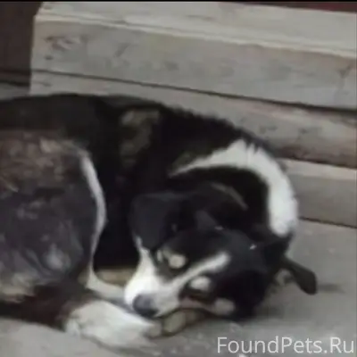 Пропали собаки, Мценск