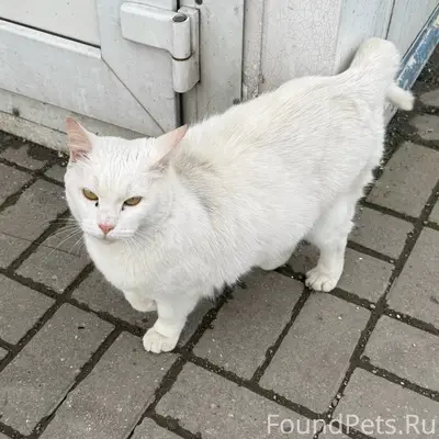 Найдена белая кошка, Новое Голубево