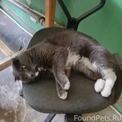 Пропал кот, Советская 14