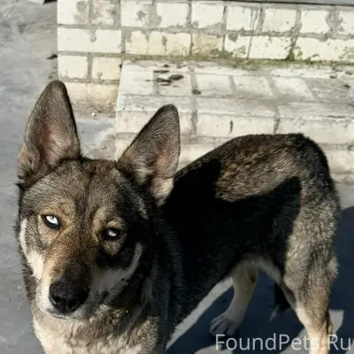 Найден метис хаски, Бежица