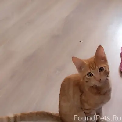 Найден рыжий котёнок, Юсьва
