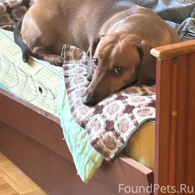 Пропала такса Морти, улица Союзная/Молодежная