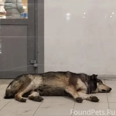 Найденна собака, Володарский район Брянска