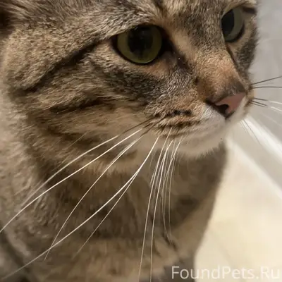 Пропал кот, Сургут, ул. Калинина