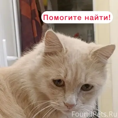 Пропал кот Мася, улица Мутнянская, Ставрополь