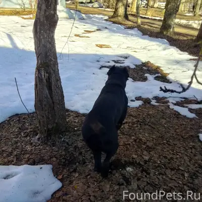 Найдена собака, Клин, военный городок