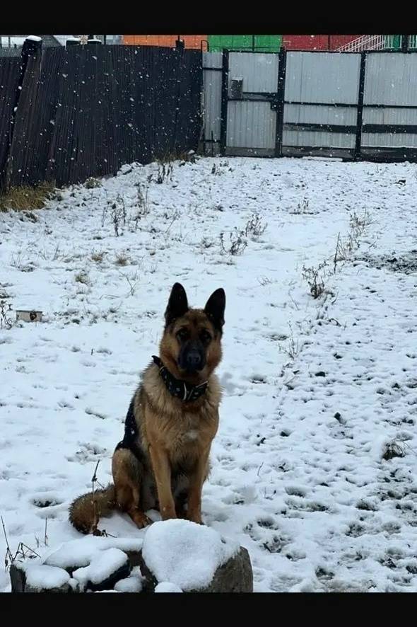 Пропала собака, около вокзала