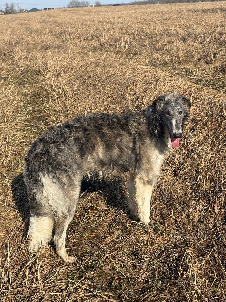 Пропала русская псовая борзая Ницца, Ломоносовский район