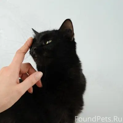 Найдена кошка Зара, г. Тольятти