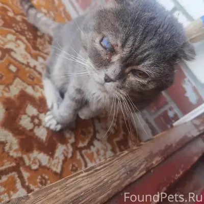 Найден кот Контокки