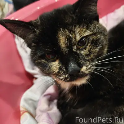 Найдена кошка, Шадринск, улица Февральская 87