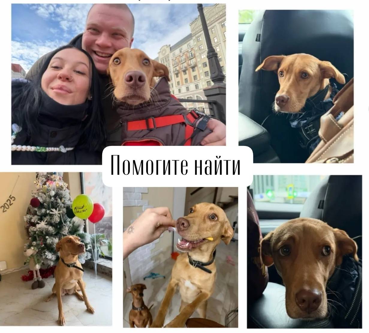 Пропала собака Аля, станица Удобная