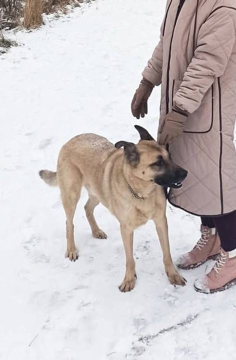 Пропал пёс Цезарь, д. Ратчино Можайского района