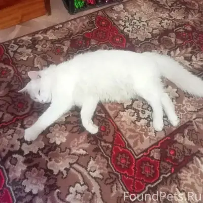 Найдена кошка