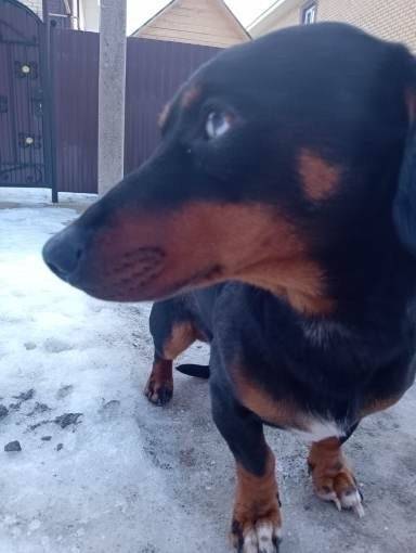 Найден кобель подпалого окраса, тупиковая улица