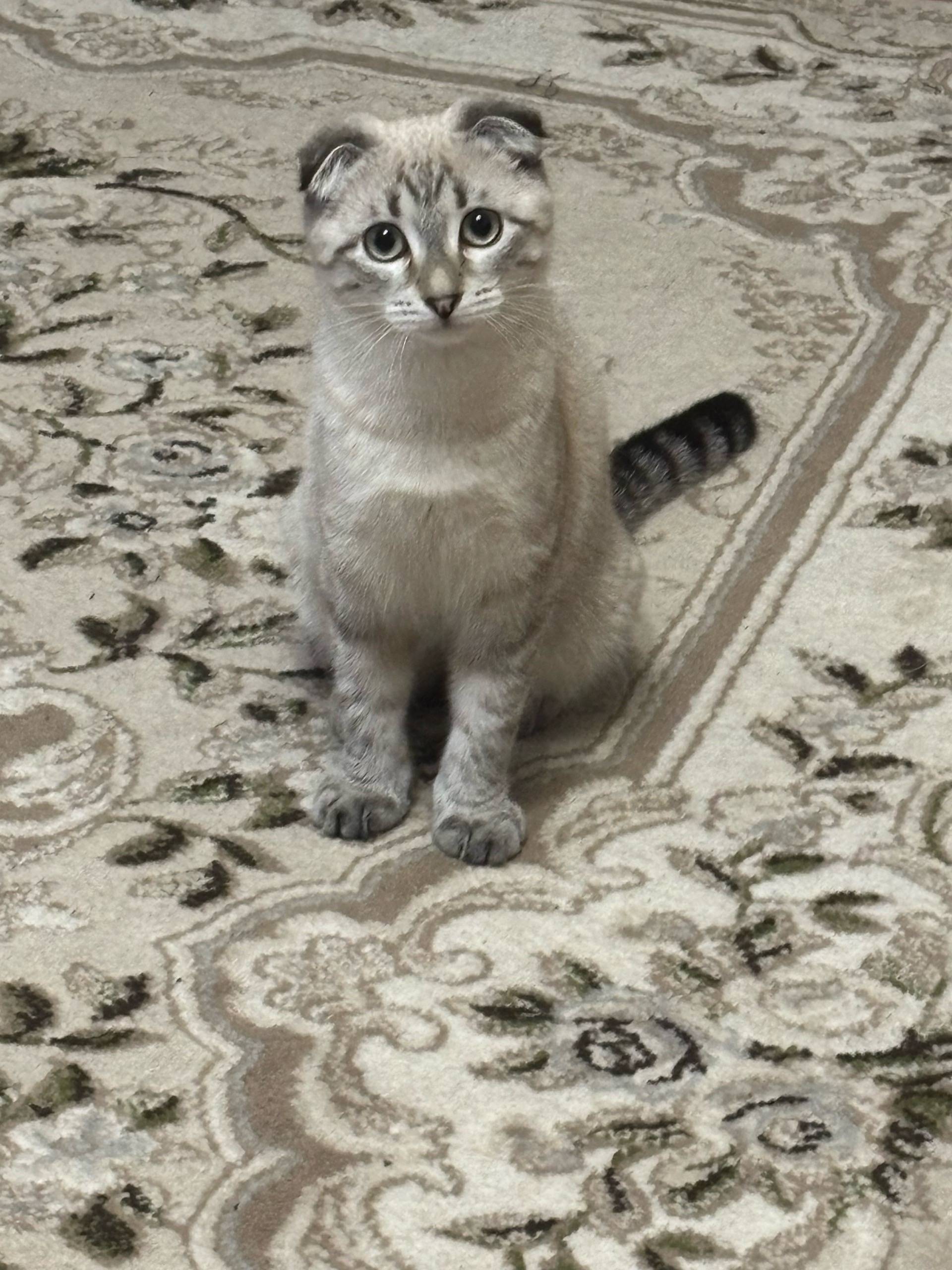 Пропала кошка, ул. Суворова