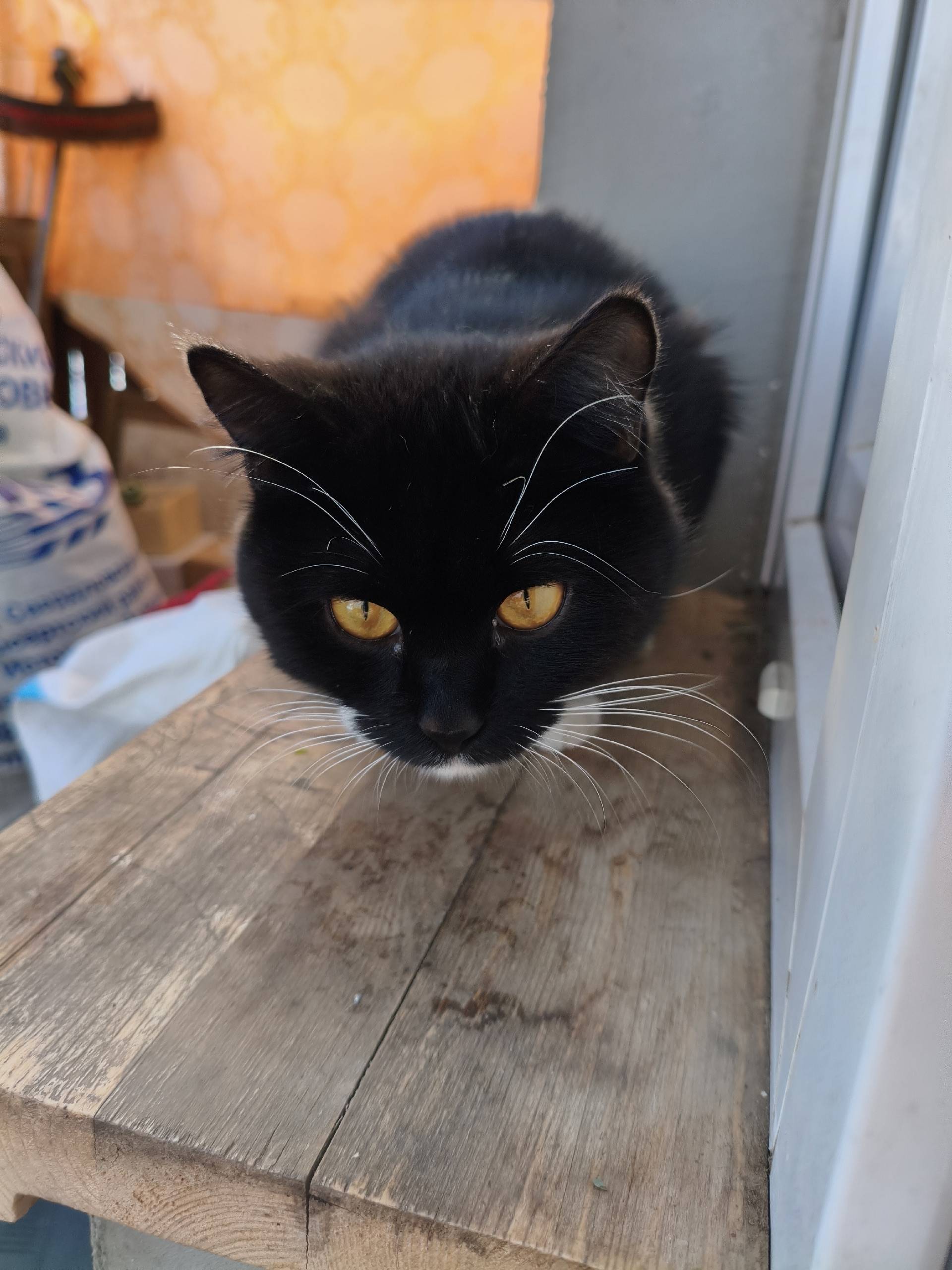 Найден котик, ласковый и контактный