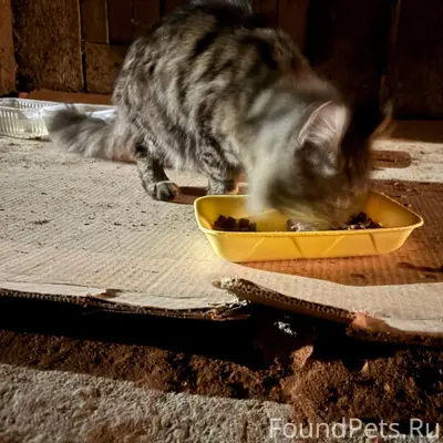 Найдена кошка, в ошейнике, Кирова 22