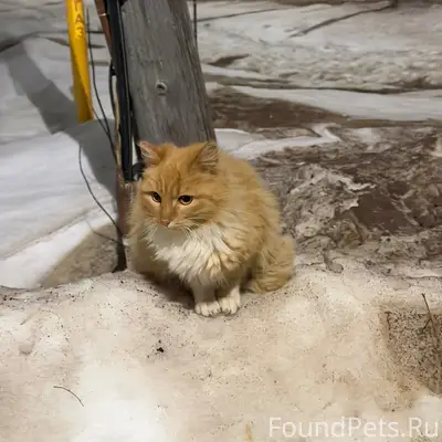 Найден котёнок, возле 2 школы