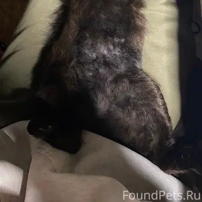 Пропала кошка Мотя, Щербинка