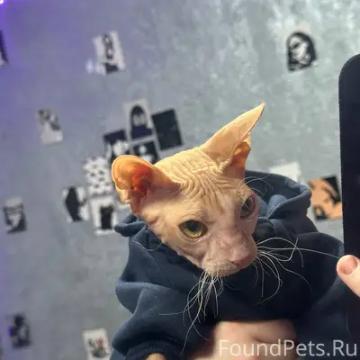 Пропала кошка Мия, сфинкс, улица Котельниково
