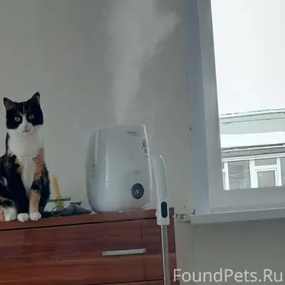 Пропала кошка кличка ЛЮСЯ