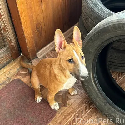 Найден щенок, Большое Полпино, Брянск