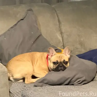 Пропали: Французский бульдог и Бассет-хаунд, Дачный проспект