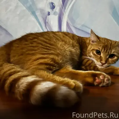 Пропала кошка Муська, район Должанской больницы