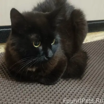 Найдена кошка, Патоличева 29