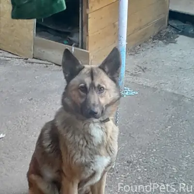 Пропал метис овчарки Арни, ул. Станиславского