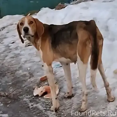Найдена охотничья собака, состояние истощения