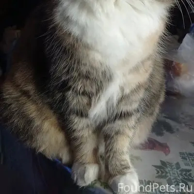 Пропала кошка, улица Суворова