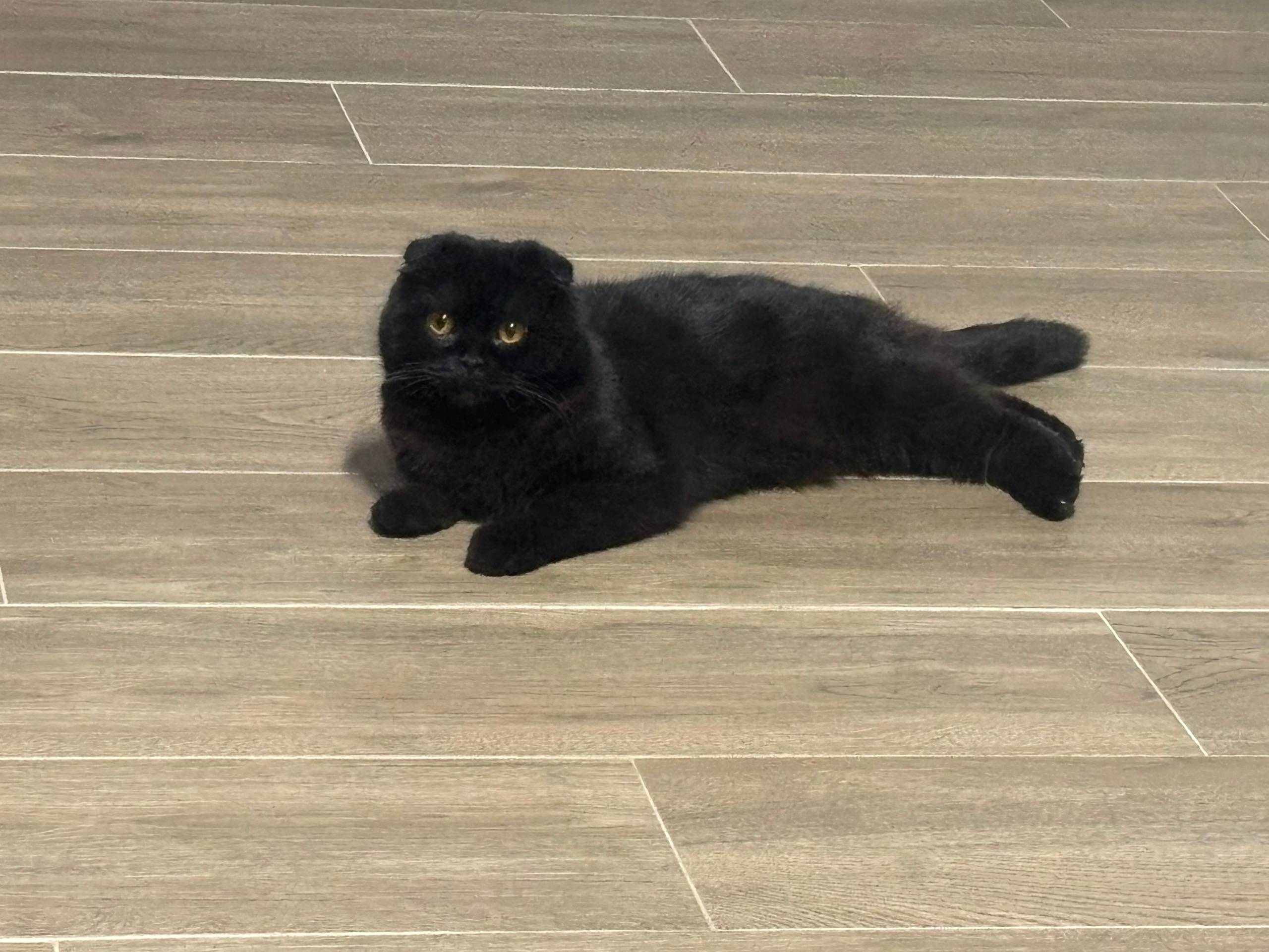 Пропала кошка, Тула, Мясново