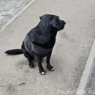 Найден черный кобель