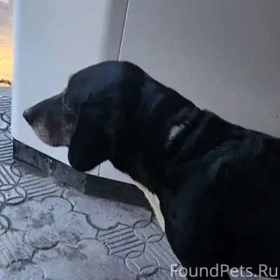 Найденна взрослая собака, Севастополь, бухта Казачья