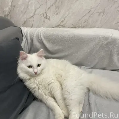 Пропал кот, белый, пушистый 