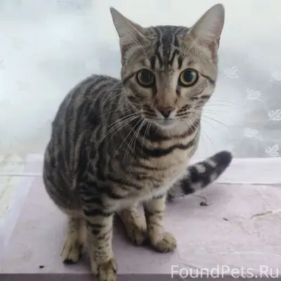 Найден кот, Ленинский район