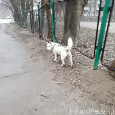 Найден хаски, Столетова 48