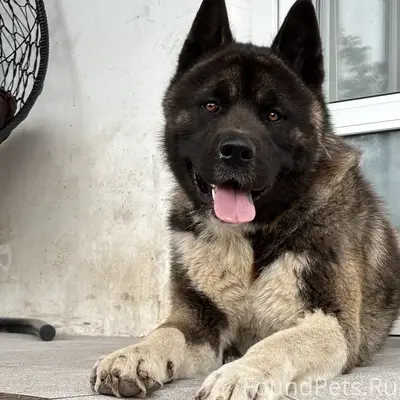 Пропала собака (не агрессивная)Американская Акита город Стаханов  район ВГСЧ,центральный рынок По кличке Джек  Без ошейника  Просьба нашедшим или кто владеет какой информацией позвонить по номеру +79591360272