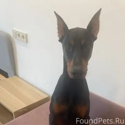 Пропал Доберман Доби, ошейник, ласковый