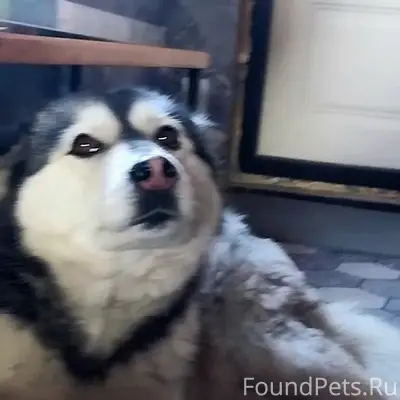 Пропала собака Нука, Шишковка