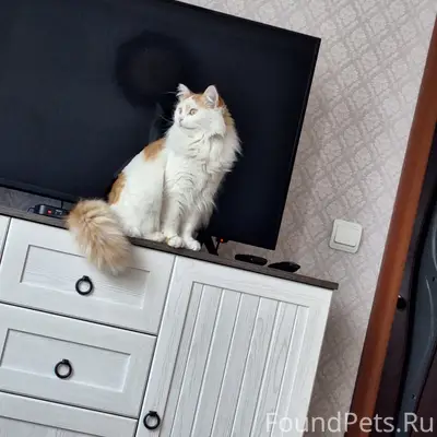 Пропал кот, свяжитесь по номеру